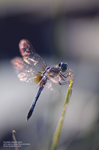 Lensbaby Macro Converters - 8mm Converter and 16mm Converter (LBMC) - Thumbnail 3