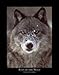 Gray Wolf Wall Decor Posters for Any Room in Your Home, Art Set (3 Pack)