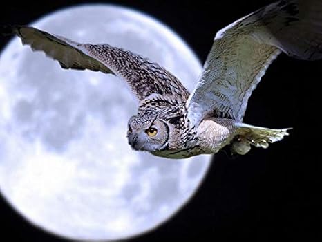 Amazon Co Jp 芸術はポスターを印刷します フクロウ鳥捕食者月面飛行 キャンバスの 写真 ポスター 印刷 80cmx60cm ホーム キッチン