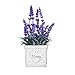 YAPA Potted Lavender Flowers -Small Artificial Plants - Fake Purple Flower with White Ceramic Vase for Home, Party & Wedding Décor
