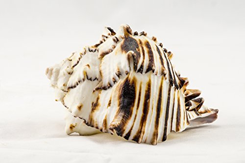 Hawaiian Conch Shell for sale | Only 2 left at -60%