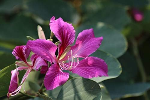 Bauhinia Live Plant Flower Tree Orchid Rooted Potted 6-10 Inch Tall 6-12 Months Old from Seed Camel's Foot Tree (2 Plant Pack)