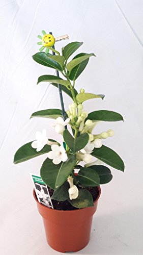 Madagascar Jasmine Plant - Stephanotis/Bridal Wreath - 4" pot unique from Jmbamboo - Thumbnail 2