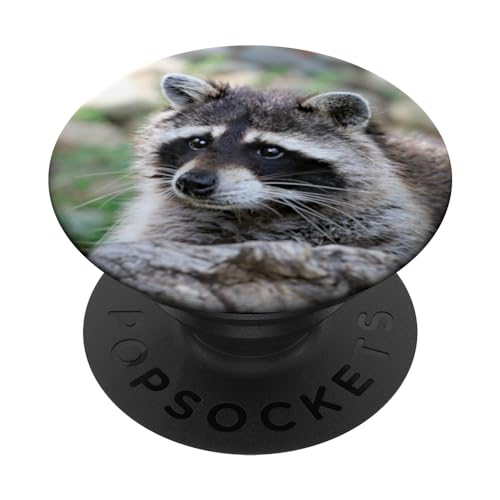 Raccoon Trash Pandas Theme - Cute Racoon Photo PopSockets Adhesive PopGrip