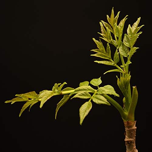 Amazon タラの芽 苗 山菜 タラの木 ポット苗 植木