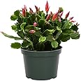 JM BAMBOO Pink Christmas Cactus in 6 inches Pot |Zygocactus|