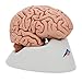 3B Scientific C18 Classic Brain 5 part - 3B Smart Anatomy