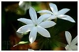 20 White Arabian Jasmine (Jasminum Sambac)
