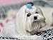 Mink Pom Pom Hair Clip - Pinky's Minky Obsession 1.5