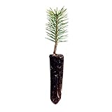 Scotch Pine | Live Tree Seedling (Small) | The Jonsteen Company
