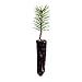 Scotch Pine | Live Tree Seedling (Small) | The Jonsteen Company