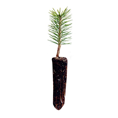 Scotch Pine | Live Tree Seedling (Small) | The Jonsteen Company Scotch Pine | Live Tree Seedling (Small) | The Jonsteen Company