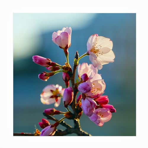 Trademark Fine Art Outdoor Canvas Art - Mich Catanzaro 'Cherry Blossom' Wall Ar…