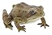 Border Concepts Nature's Gallery Pet Pals (Frog)