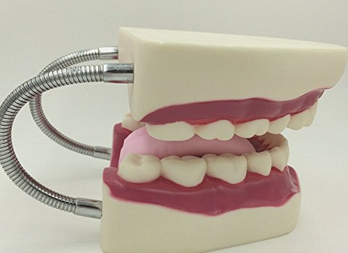 Dental Tooth Oral Care Model Large Movable Practice Learning Infant Toothpaste - Thumbnail 5