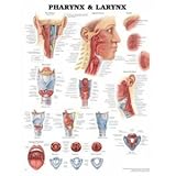 Pharynx and Larynx, Anatomical Chart Company Staff, 1587791811