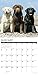 Just Labs 2019 Wall Calendar (Dog Breed Calendar)
