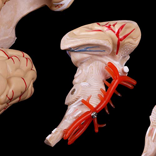 Abicial Disassembled Anatomical Human Brain Model Anatomy Medical Teaching Tool - Thumbnail 5