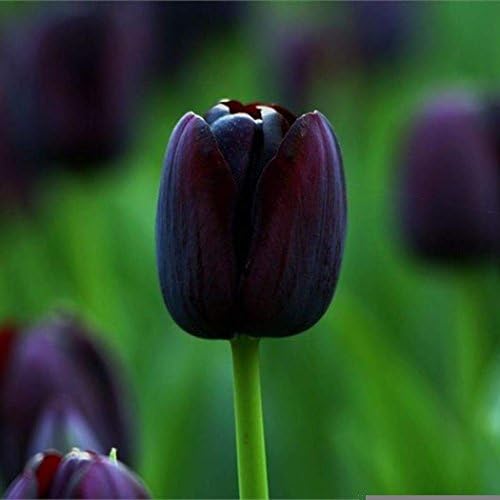 TelDen Perennials Rare Rainbow Tulip Flower Bulbs Seeds Spring Bloom Home Garden Decor(Black Queen)