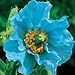 1000+ Himalayan Blue Dutch Poppy Seeds / Currently Buy One Get One Free/