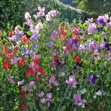 Sweet Pea-royal Mix (Lathyrus Odoratus) Old Fashioned Standard Large Frilly Blooms with Gorgeous Colors Fragrant and Abundant the Best Sweet Pea for Cut Flowers-approximately 50 Seeds