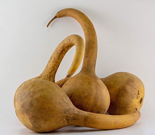 Dipper Gourd Craft Ready