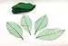 100 pcs Large Leaves Green Skeleton Leaves Rubber Tree Natural Scrapbooking Craft DIY Card Wedding