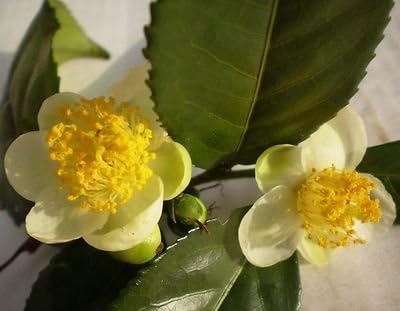 TEA Plants Camellia sinensis (yes this is the plant that you use to make tea ...