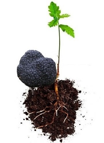 3 Piante Di Roverella Q Pubescens Con Tartufo Uncinato Tuber