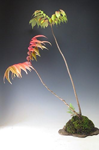 Amazon ハゼの石付け盆栽 現品 観葉植物 オンライン通販