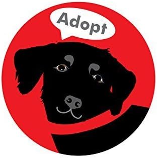 Adopt Bumper Sticker Black Labrador Retriever Dog