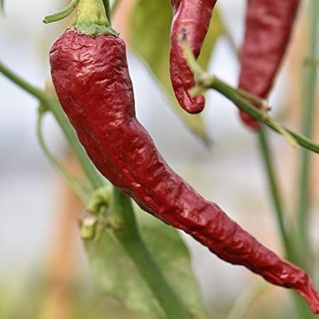 Kashmiri Lal Mirchi Plant Seeds - Pack of 50 Seeds