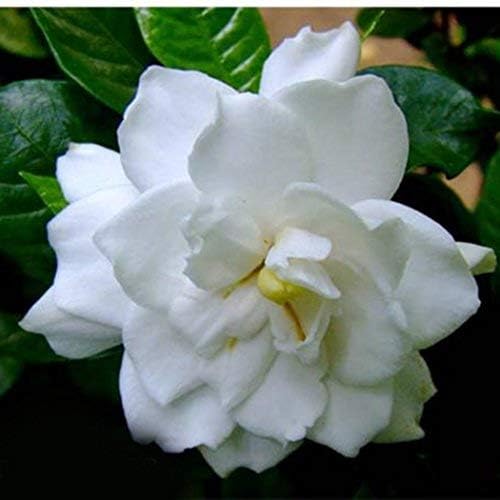 XIANJIA - 100 Pieces Desert Rose Seeds Exotic Rose Flower Seeds Hybrid Tea Seeds for Your Garden Balcony Long Flowering Hardy Perennial (11)