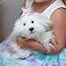 Nat and Jules Small Maltese With Pink Ribbon Bright White Children's Plush Stuffed Animal