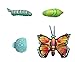 Giant Inflatable Butterfly Life Cycle Stages 4 Piece Set w/ 21 Inch Butterfly