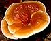 Reishi Mushroom Growing Plug Spawn 40 count primary