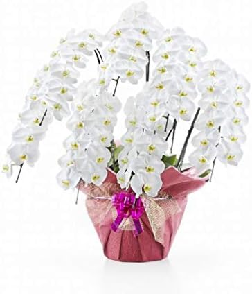 胡蝶蘭 白大輪 ７本立ち ７７輪以上 つぼみ込み 注文日より3