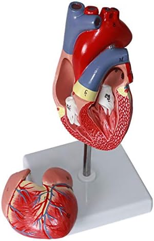 1:1 Human Heart Anatomical Model, 2 Parts Color Ultrasound Heart Cardiologist, Physical Size, Cardiac Medicine Teaching Anatomical Model