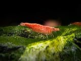 1 Live Freshwater Sakura Fire Red Cherry Shrimp (Neocaridina davidi) - Breeding age young adult - 1/2 to 1 inch long by Aquatic Arts