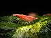 Sakura Red Cherry Shrimp Breeder Combo Pack (Neocaridina davidi) - 10 Females, 5 Males at 1/2 to 1 Inch Long by Aquatic Arts