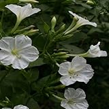 Four O'clock Mirabilis Jalapa [White, 50