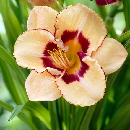 FERNSFLY IMP. Daylily | Hemerocallis | Daylilies | Day Lily Excellent Quality Flower Bulbs Aromatic Flower Plant Home Outdoor Gardening Plants Flowering Bulbs (Pack Of 4 Custard Candy)