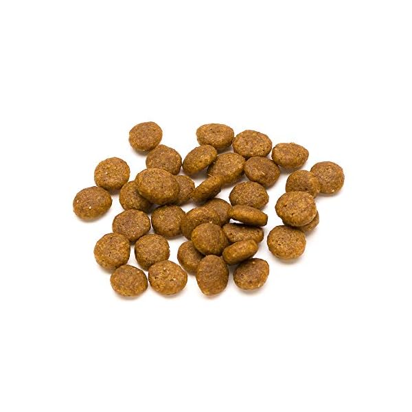 Marchio Amazon- Lifelong Complete - Alimento secco completo per gatti adulti con salmone e riso, 1 x 10 kg