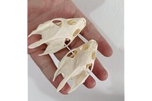 FGRID Animal Specimen Real Animal Skull Specimen Taxidermy Cleaned Skull Collection Fox, cat, Mink, Crocodile, Dog, Raccoon, Snake, Rabbit, Goat ，Muskrat，Nutria，Fox's paw (2pcs,Turtle)