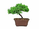 Brussel's DT2101GMJ Green Mound Junpier Bonsai