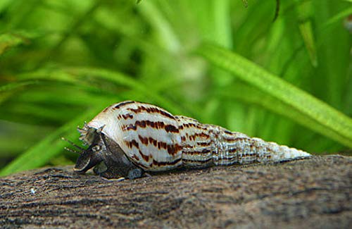 10+ Malaysian Trumpet Snails, 1/4-3/4 inch - excellent freshwater tank CLEANERS, consumers of bottom debris and food remains, algae eaters!
