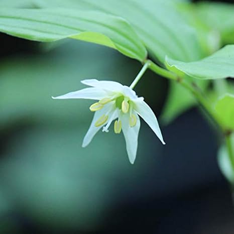 Amazon 紫桜館山の花屋 山野草 チゴユリ 稚児百合 9cmポット苗 Diy 工具 ガーデン