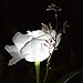 Homeleo Solar Powered Garden Flower Lights Outdoor, Waterproof Artificial Rose Decorative Lights for Christmas Garden Backyard Patio Pathway Front Yard Decoration- White