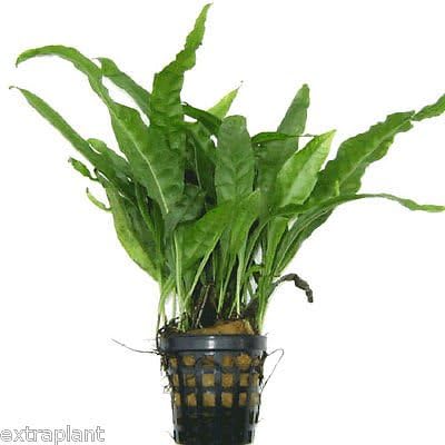 Java Fern Full Pot | Microsorum Pteropus Live Aquarium Plants Moss