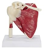 Muscle Shoulder Joint Model w/Patient Card